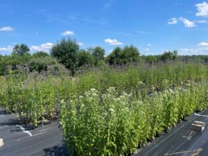 blocks of tall flowering plants representing 3 species of seed increase plants; Eupatorium perfoliatum, Verbena hastata, Eutrochium purpureum.