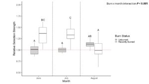 Cattle selection of burned and unburned areas, by month, based on 2022 - 2024 cattle movement data. Selection of burned patches decreased over time, while selection of unburned patches increased over time.