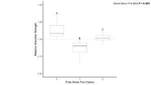 Cattle relative selection of burned patches over time, showing a preference for burned patches during the year in which they were burned, avoidance of burned patches the year after they were burned, and neither preference nor avoidance of burned patches two years after they were burned.