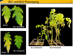 Level of genetic resistance to Septoria leaf spot in backcrossing produces compared to typical level of resistance of tomato varieties.