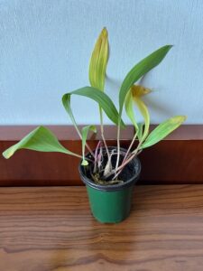 Single ramps potted for hydroponics trial.