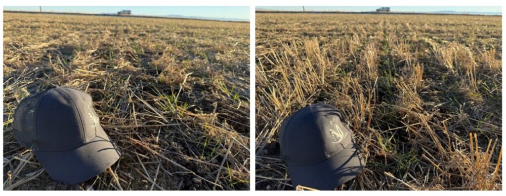 Image of short stubble on left and tall stubble on right