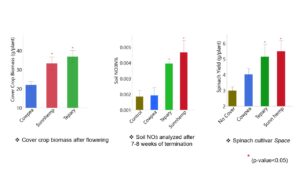 Biomass of cover crop and spinach