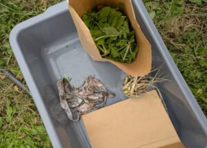 A grey bin contains clipping of cover crop leaves, roots, and broken down pair of underwear that was collected during the 'Cover Crop Challenge' in class activity by a student.