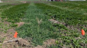 An experimental planting of rye grass shows visible weed suppression benefits. unplanted, weedy sections of the field lie adjacent to the rye.