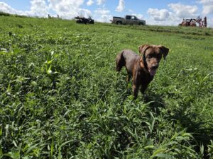 Classic canopy-Spot Weeding 