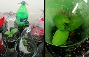 Figure 3.4. Squash bug inoculations of plants by second instar nymphs. Three nymphs were placed in the containers on young plants for three days. Plants in six inch pots were covered with 2 L soda bottles that had the bottoms removed and had wire mesh secured with a rubber band over the top. (A) Zucchini seedlings covered with 2 L bottles and wire mesh and (B) Second instar nymphs feeding on seedling.