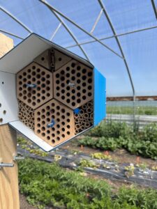 A hexagonal wooden and plastic insect enclosure is shown. The interior is wood material and reeds. The outer shell is bright blue plastic.