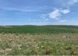 The view of a leafy sumac patch fills the screen under a bright blue sky. In the foreground is sandhills prairie. Two small dots can be seen in the center of the photo, which are crew members shoulder-high in smooth sumac.