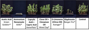 Trial 1 purslane images comparing weeds 21 DAT.