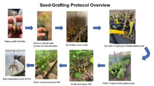 diagram of seed-graft layering process