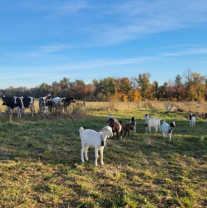 Goats and dairy heifers grazing