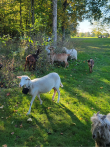 Sheep and goats with virtual collars