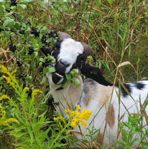 Goat eating buckthorn. 