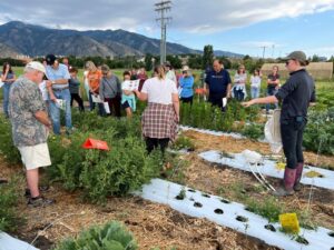 Vegetable tour 