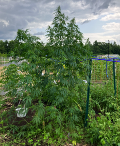 Volunteer hemp plants in the research plot from the 2023 growing season.