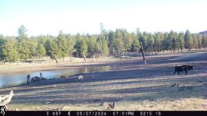 Figure 2. Photo of wolves and cattle captured from a remote game camera.
