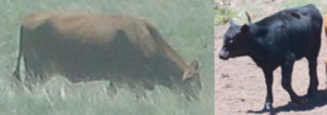 Figure 3. Example photos of head down (left) and head up (right) cattle postures used for future vigilance behavior coding. Head-up represents vigilant behavior, whereas head-down represents foraging/non-vigilant behavior. 
