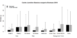 Figure 7: Kochia biomass observed in 2019 at harvest (blue) and one month after harvest (brown) by each integrated weed management tactic used. 