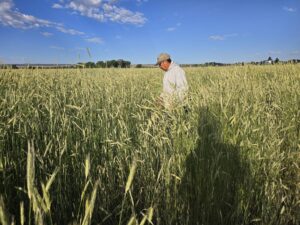 Cover crop height on June 1