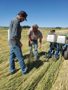 Planting the pinto beans into the crimped rye on June 5