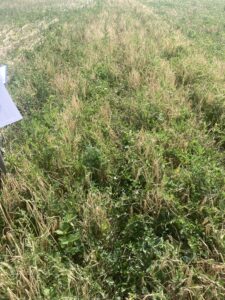 Heavy weed pressure in some of the plots on July 16