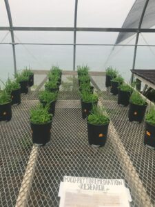 Educational signs outside of our greenhouse endemic inoculation growing and field trials.