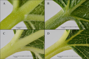 Petiole/leaf junction morphology