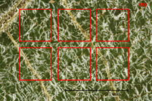 abaxial view of sample #58 leaf where we are establishing a new trichome density range to differentiate hybrids vs pure rubra.
