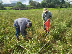 Evaluating beans field
