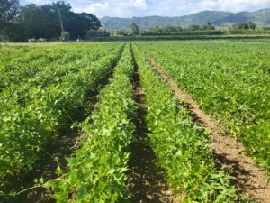 Beans field in Gurabo Experimental Station