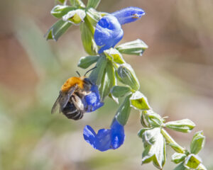 Photo of a fuzzy bee drinking nectar from a blue sage flower