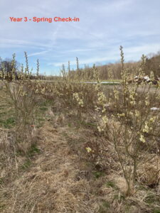 Picture of third year growth of willows and other plants used to create riparian buffer on a vegetable farm in New York