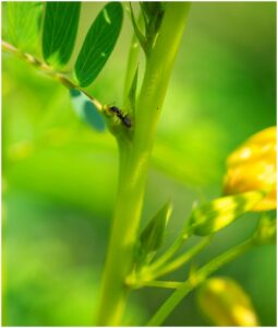 Fig. 5: An ant foraging on one of our partridge pea EFNs.