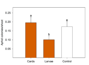 graph showing aphid colonies per shoot in the three lacewing release treatments