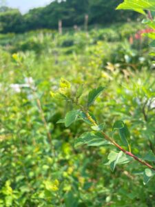 Aphids feeding on a spirea stem.
