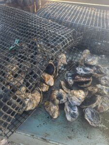 august tumble observation