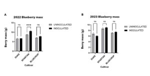Figure showing Berry mass per treatment per cultivar for two years.