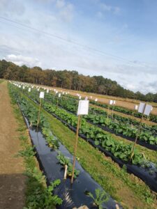 Brassica field day at Clemson University's Coastal Research and Education Center, Fall 2023