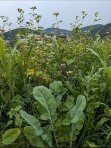 collard and buckwheat