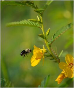Fig. 6: A bumblebee foraging on one of our partridge pea flowers.