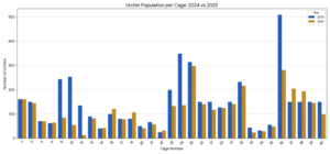 Figure 7. Urchin counts per cage 2024 and 2025