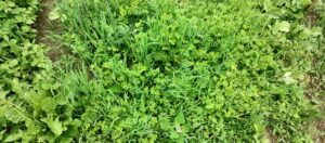 Images 34, 35, 36, 37 view of the parsley nested in the polyculture, parsley up close, parsley in endemic plot, parsley upon harvest, parsley plants harvested, parsley roots.