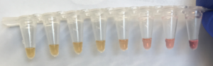 colorimetric