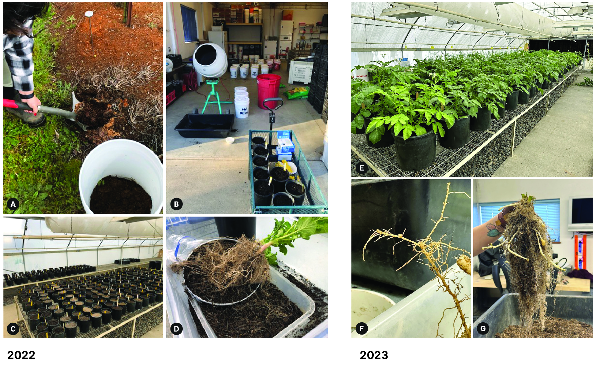 Figure 3. Greenhouse study photos, 2022 (A) Soil sampling in a field (B) Mixing treatments (C) Greenhouse setup, pots were subsequently arbitrarily distributed (D) Disease assessment Greenhouse study photos, 2023 (E) Greenhouse setup two months after planting (F) Root galls (G) Disease assessment of roots and tubers