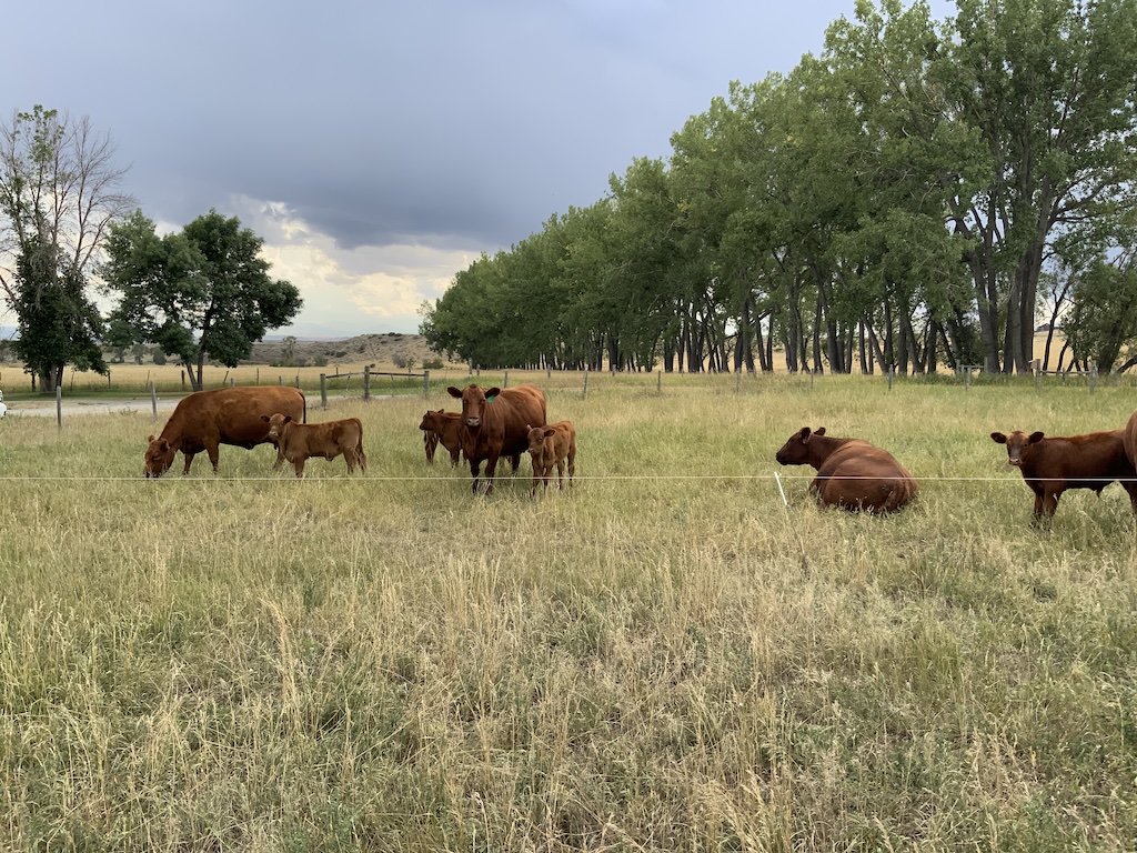 Cattle in electric fence paddock