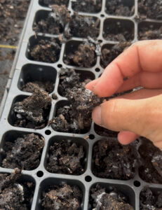 crusted frass example
