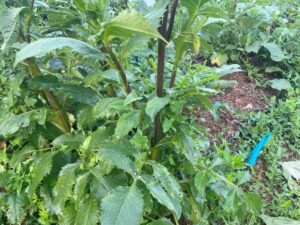 A dahlia plant that has just been treated with a spray treatment.