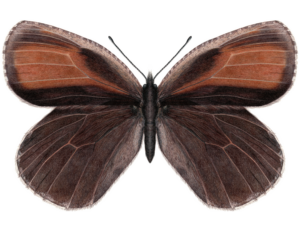 Detailed illustration of Red-disked Alpine