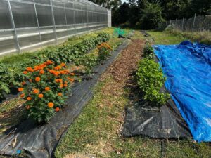 ethnic crop garden